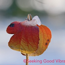 Ice on Leaf.jpg