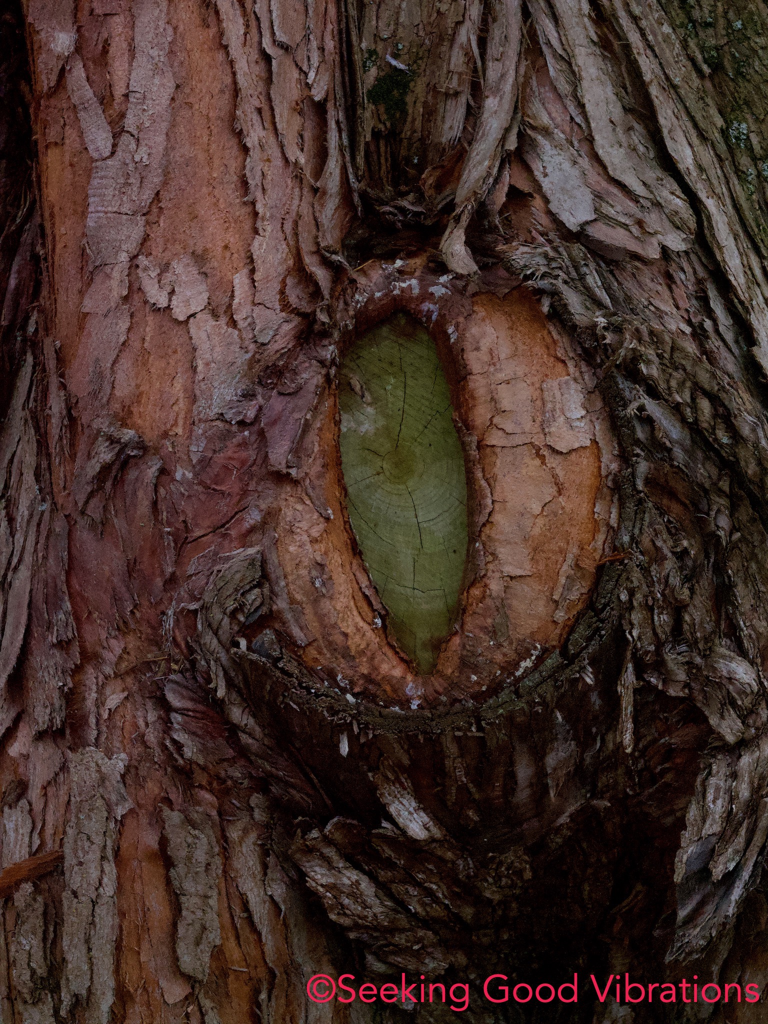 Is nature watching