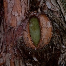 I Got an Eye on You.jpg