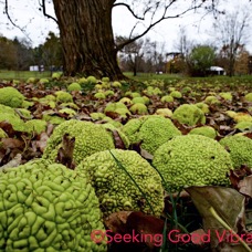 The Break (Osage Orange).jpg