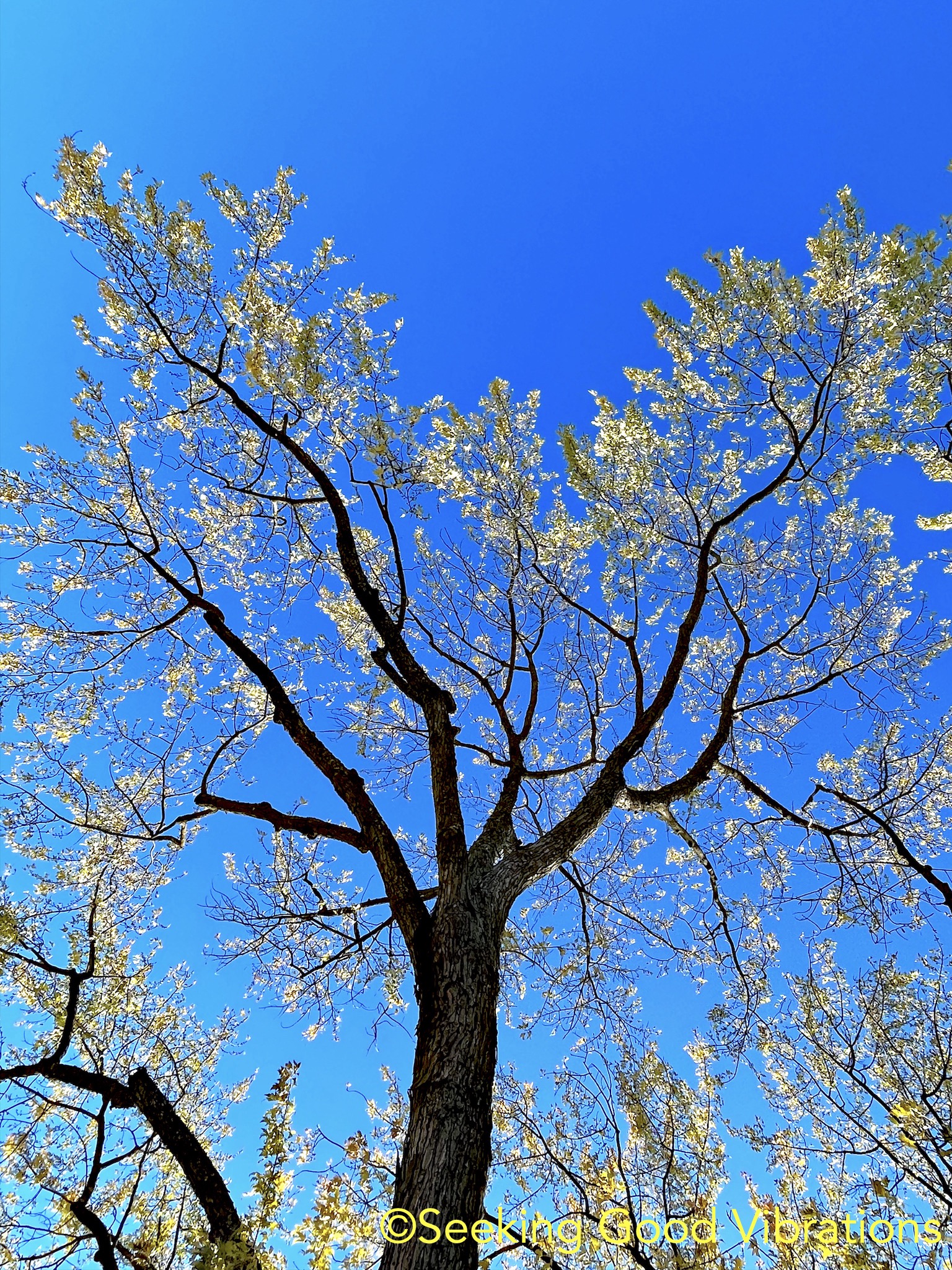 Looking Up