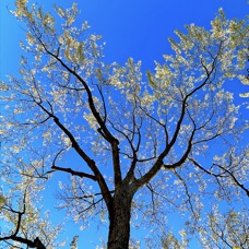 Looking Up.jpg
