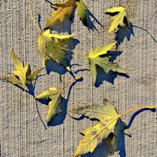 Looking Down Leaves one.jpg