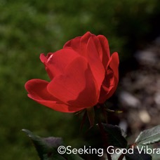 Back of Rose Looking Toward the Sun.jpg