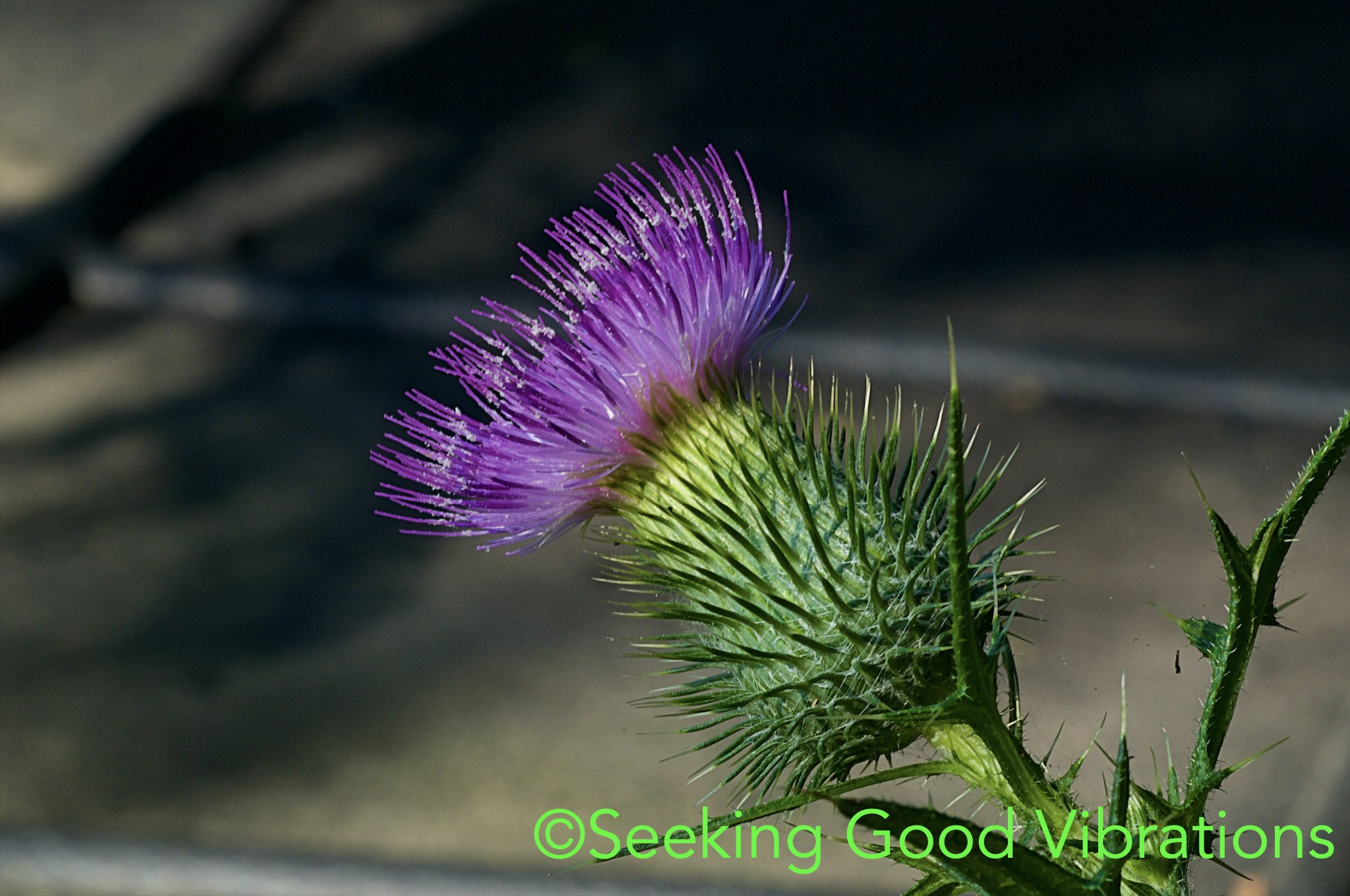 Sometimes it looks like a weed, other times...