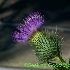 Thistle.jpg