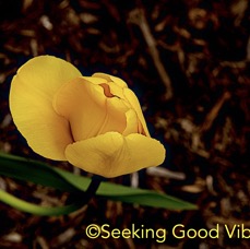 Yellow Tulip 2016.jpg