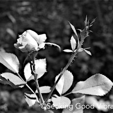 BW Rose 7-24.jpg