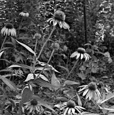 BW Coneflower.jpg