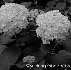 BW Snowballs 7/24.jpg