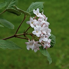 Viburnum 2024.jpg