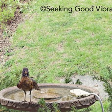 Robin Birdbath.jpg