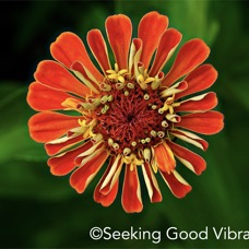 zinnia 7-2024 Theosophical Society Garden.jpg